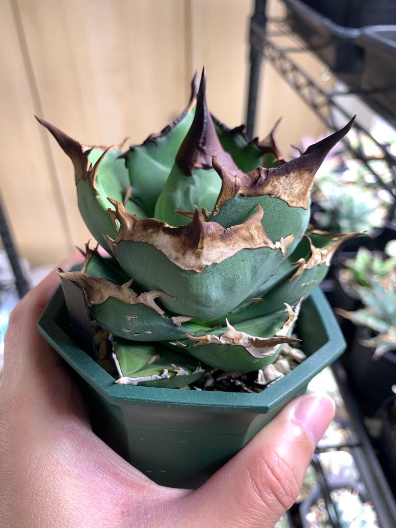 【Goodtaniku】白犀