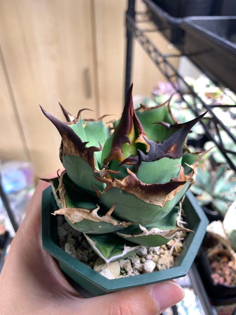 【Goodtaniku】白犀