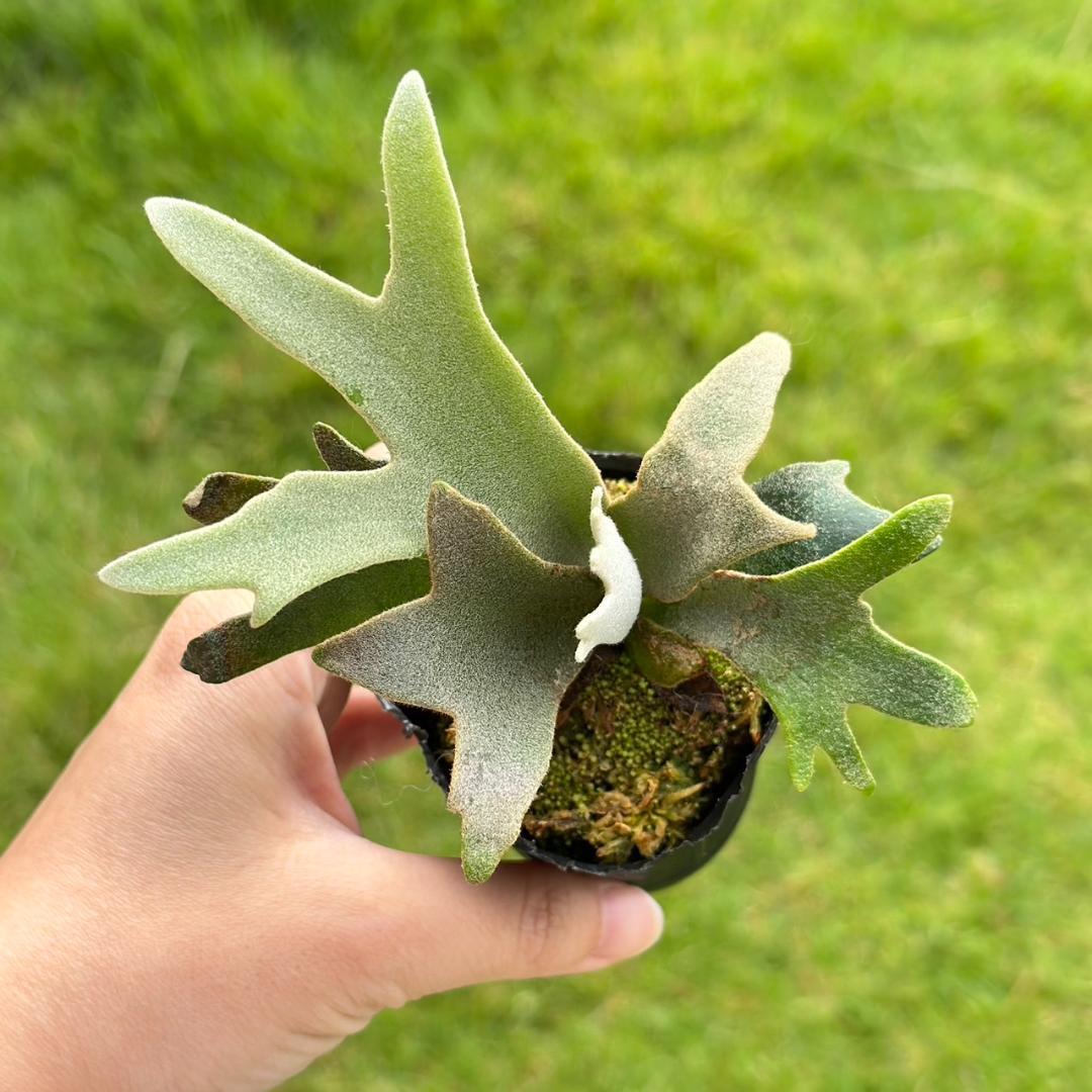 P. willinckii ’Jenny’ TC　2832