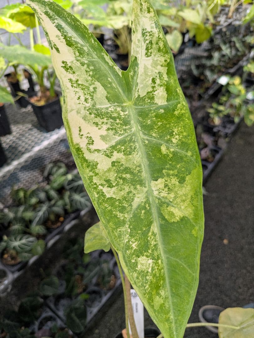 【希少】アロカシア ロンギロバ バリエガータ