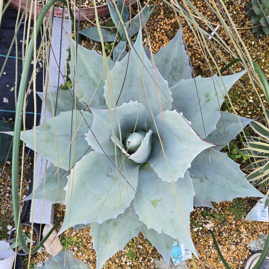 アガベオバティフォリア