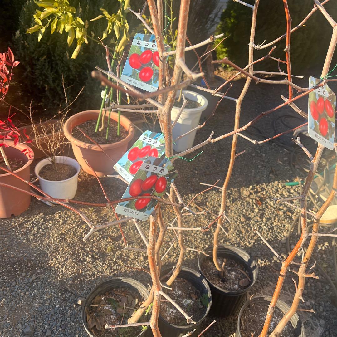 なつめ苗木 赤い果実 収穫時期8〜10月　1株