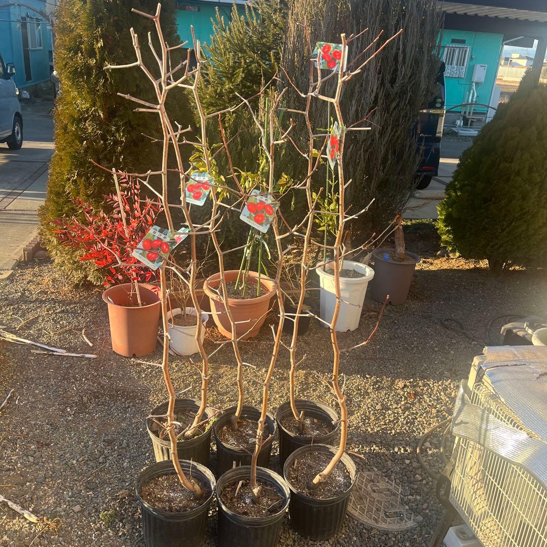 なつめ苗木 赤い果実 収穫時期8〜10月　1株