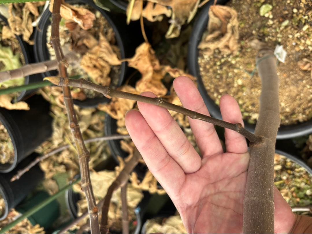 イチジク【穂木】の販売【品種名】　GM11（Sicilian Dark）穂木２本