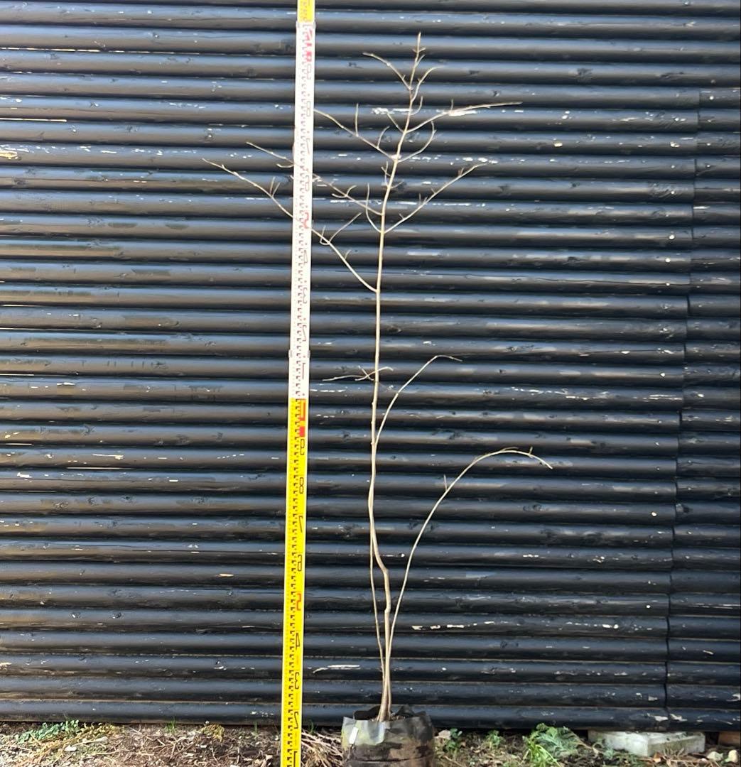 山採り天然　ツリバナ　３本株立ち　12