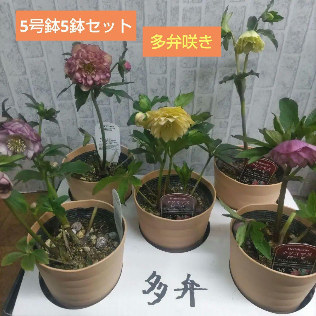 １０日入荷分⭐️多弁咲きクリスマスローズ⭐️５鉢セット