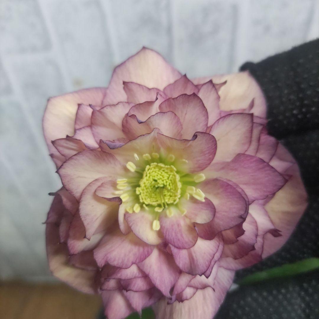 １０日入荷分⭐️多弁咲きクリスマスローズ⭐️５鉢セット