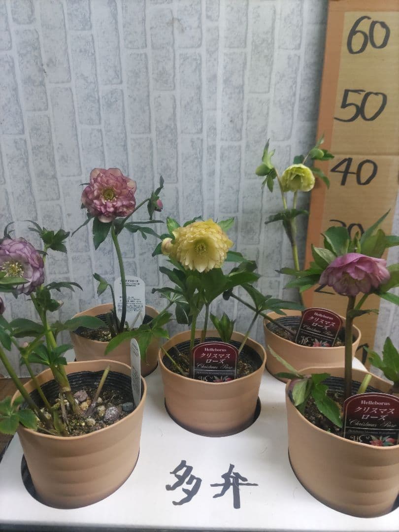 １０日入荷分⭐️多弁咲きクリスマスローズ⭐️５鉢セット