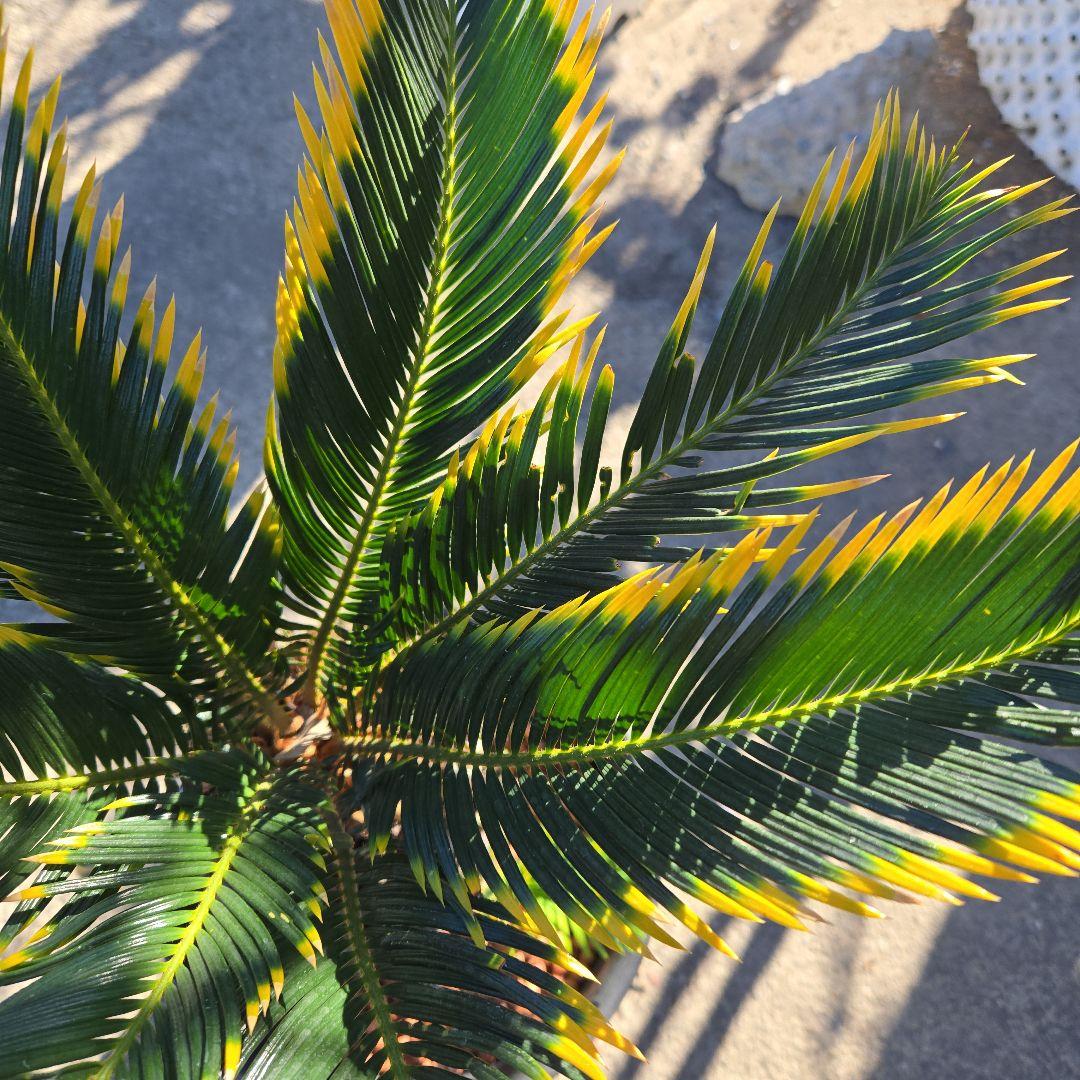 ③　金環ソテツ　7号最高等級極上品‼️