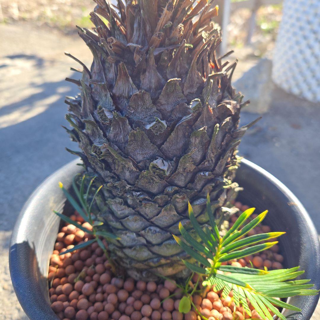 ③　金環ソテツ　7号最高等級極上品‼️