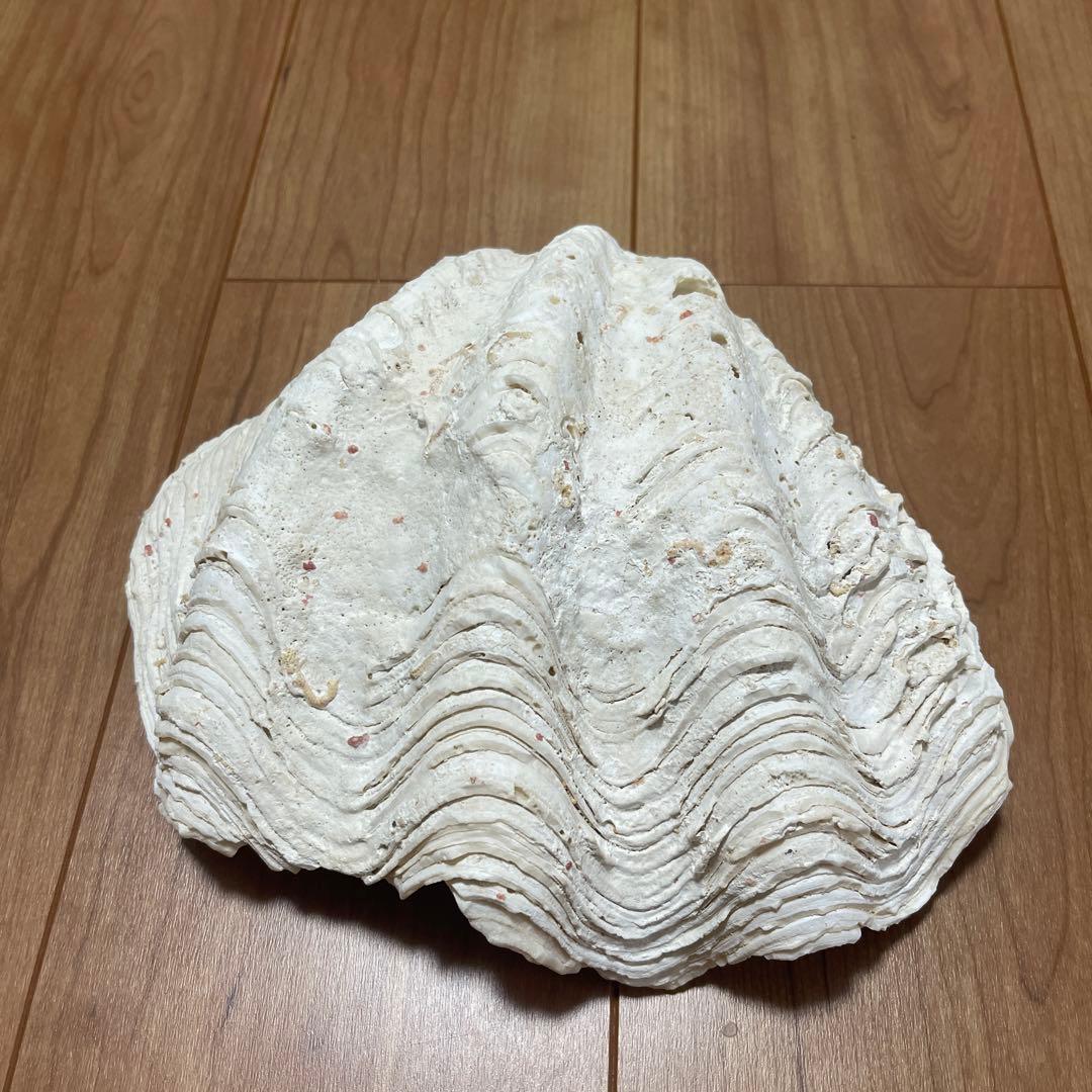 天然貝殻 波状 白  しゃこがい　宮古島　1990年代 大きめ　貝殻　貝　シェル