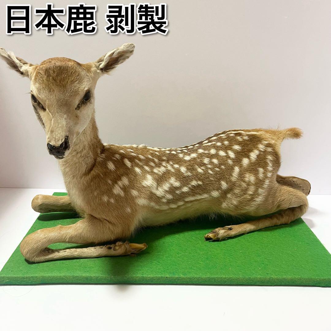 剥製 小鹿 子鹿 ニホンジカ 置き物 ヴィンテージ バンビ インテリア オブジェ
