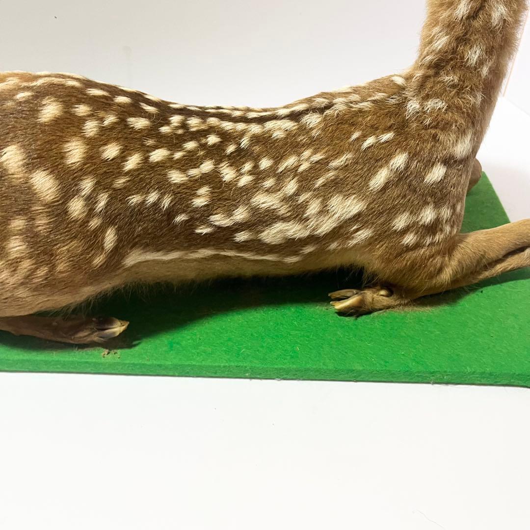 剥製 小鹿 子鹿 ニホンジカ 置き物 ヴィンテージ バンビ インテリア オブジェ