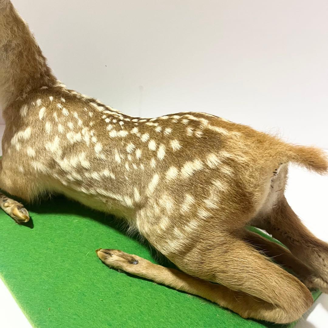剥製 小鹿 子鹿 ニホンジカ 置き物 ヴィンテージ バンビ インテリア オブジェ