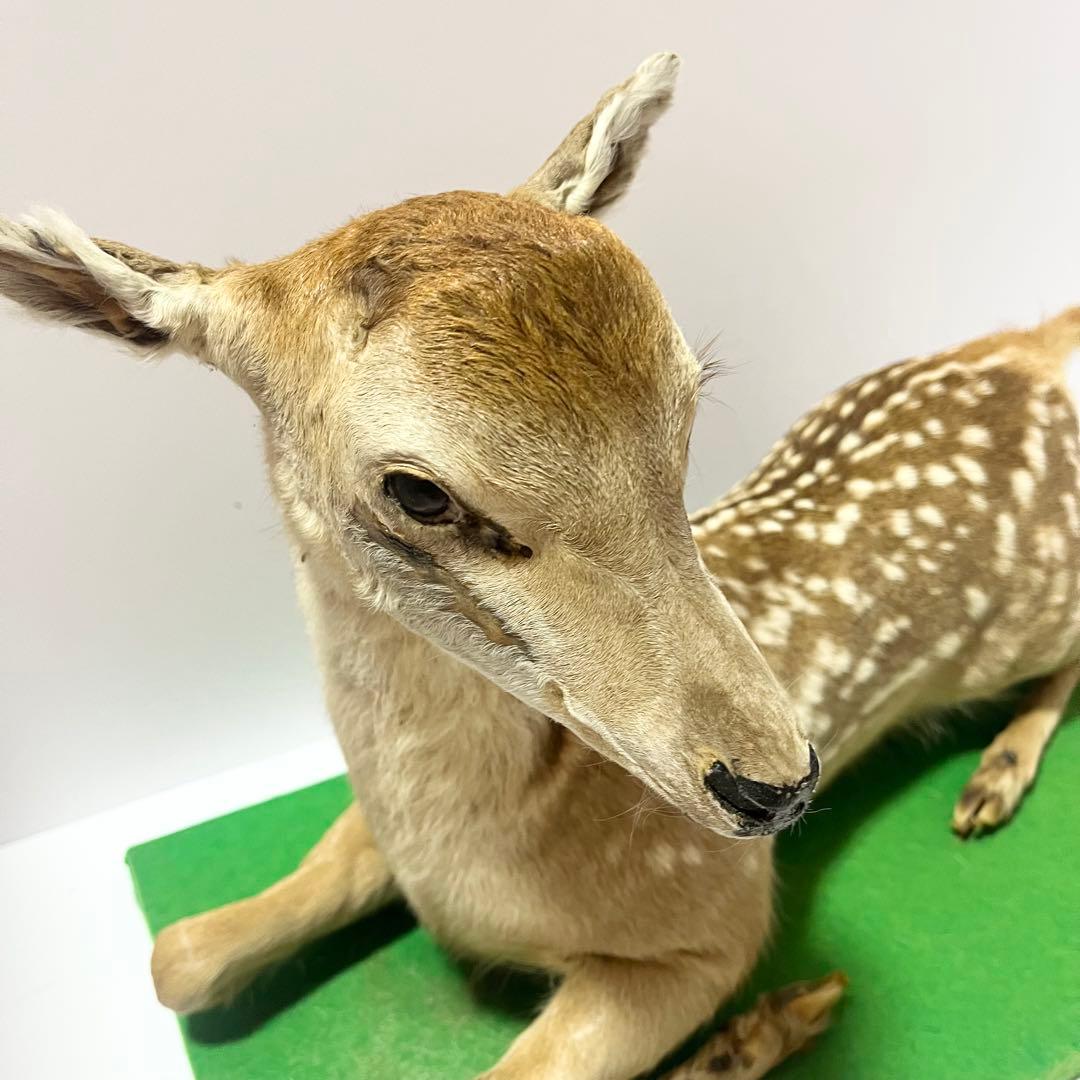 剥製 小鹿 子鹿 ニホンジカ 置き物 ヴィンテージ バンビ インテリア オブジェ
