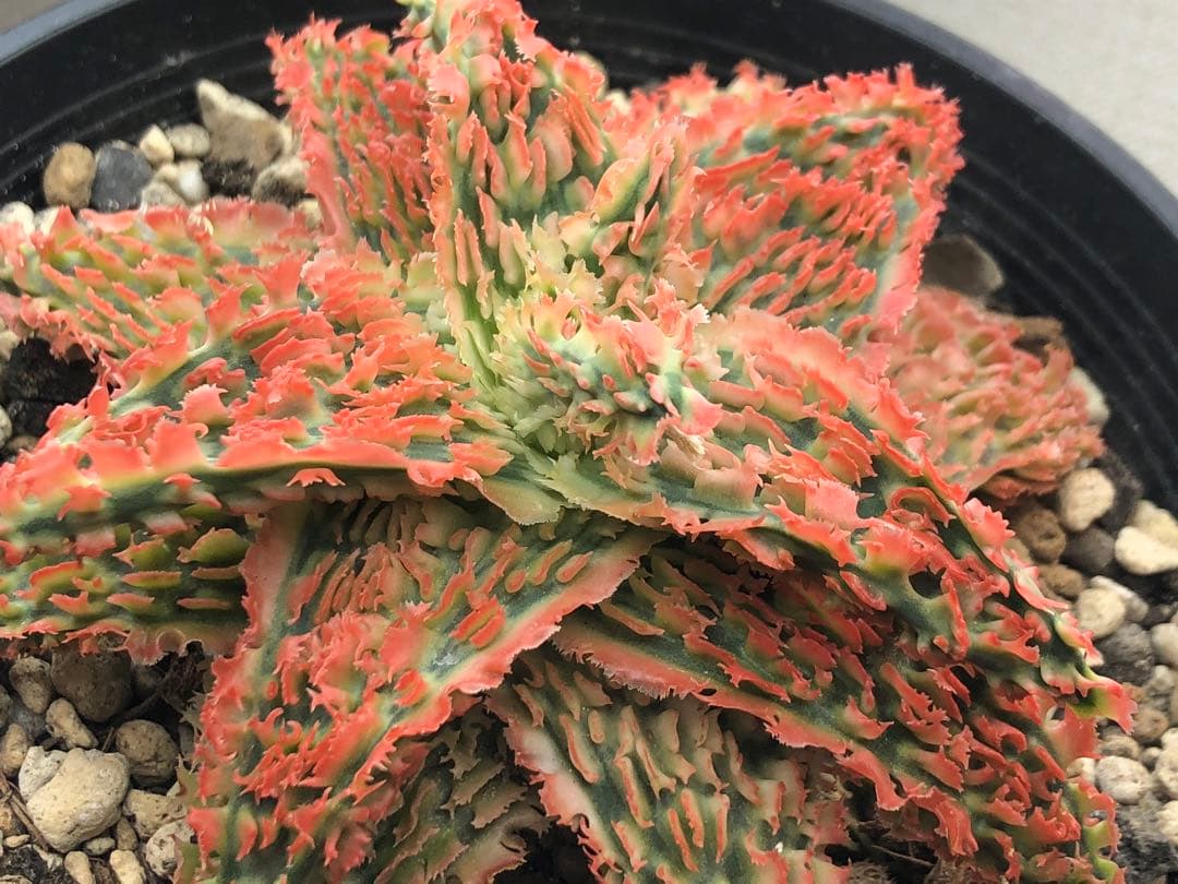 アロエハイブリッド子株