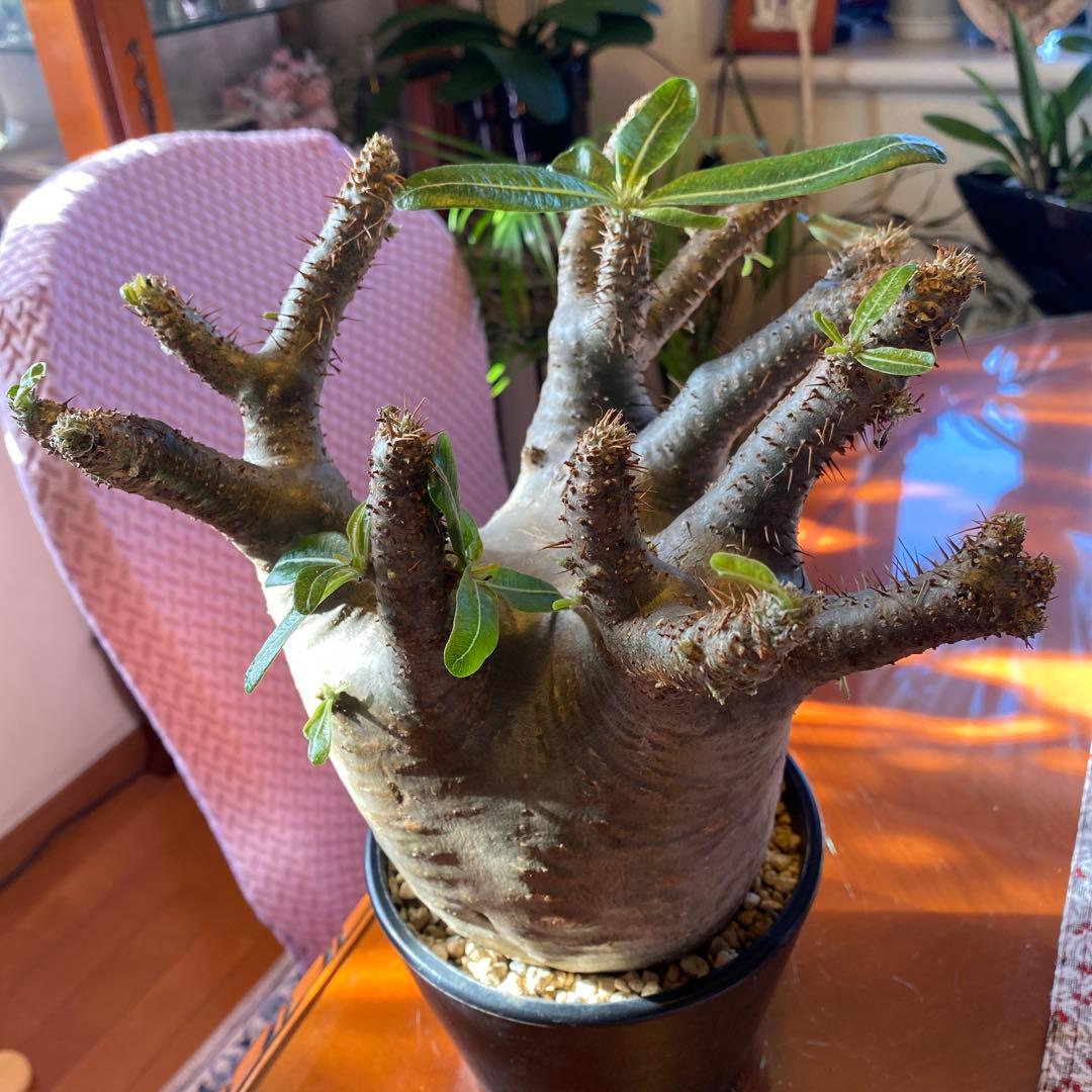 グラキリス 大 重量級 現地球