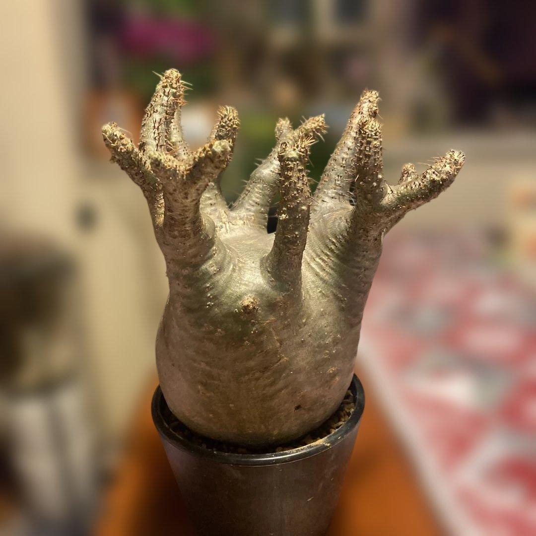 グラキリス 大 重量級 現地球