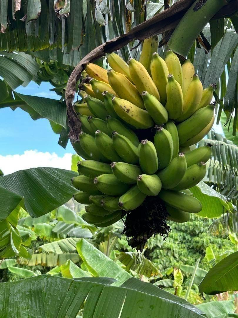 処分◆180㎝巨大苗◆ドワーフ・ゴールドバナナ◆濃厚芳醇で木熟OK、低木、耐寒強