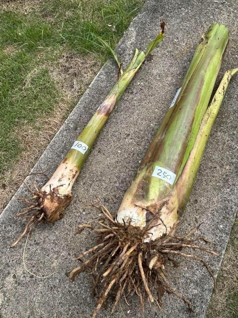 処分◆180㎝巨大苗◆ドワーフ・ゴールドバナナ◆濃厚芳醇で木熟OK、低木、耐寒強