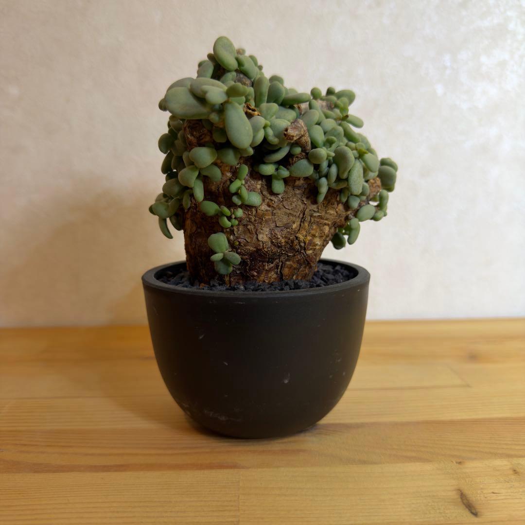 ケラリア ピグマエア