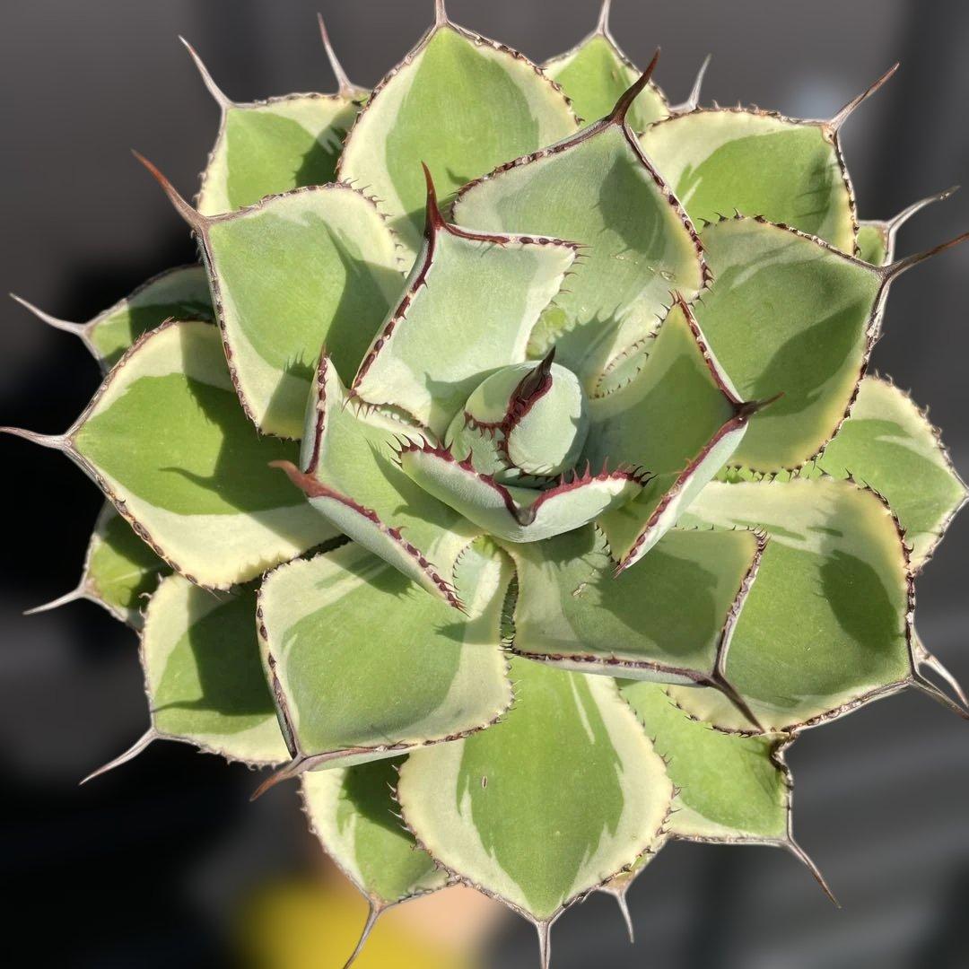 確認用　ベビーティース錦　ティンカーベル　ドラド　モモラテ　5株セット　抜き苗