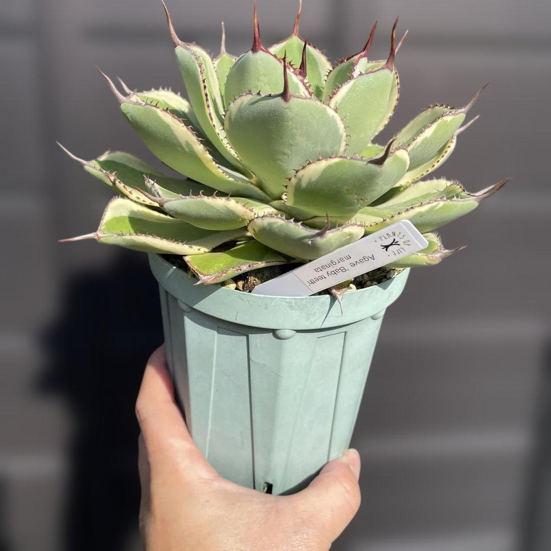 確認用　ベビーティース錦　ティンカーベル　ドラド　モモラテ　5株セット　抜き苗