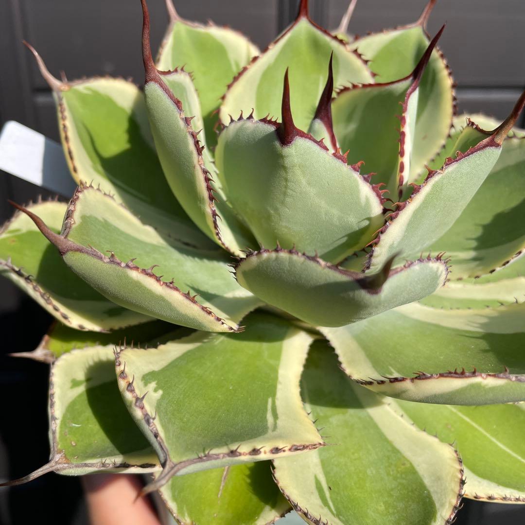 確認用　ベビーティース錦　ティンカーベル　ドラド　モモラテ　5株セット　抜き苗