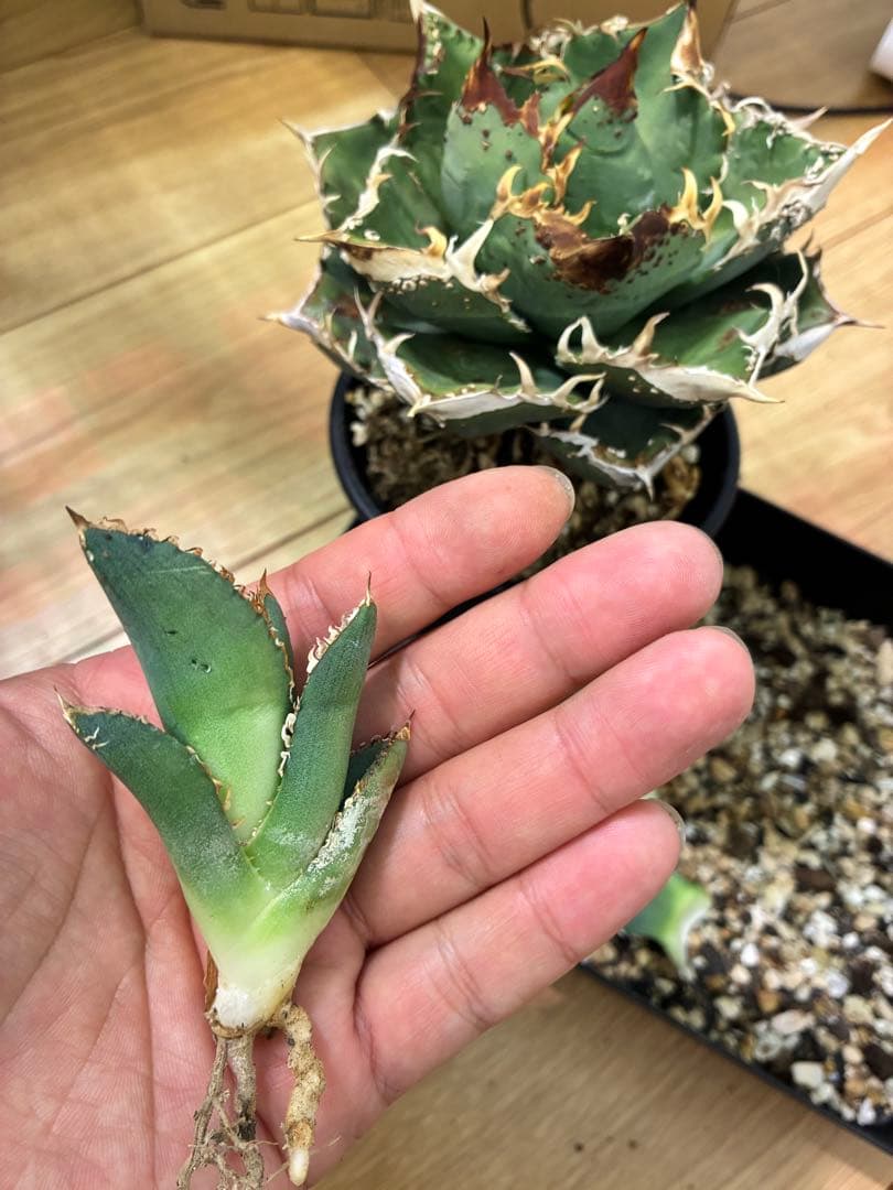 Agave titonota アガベチタノタ　冰雹LIZE血統　子株