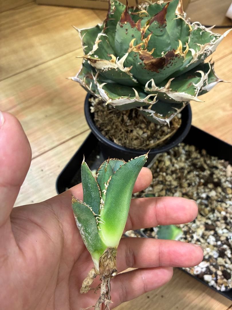 Agave titonota アガベチタノタ　冰雹LIZE血統　子株