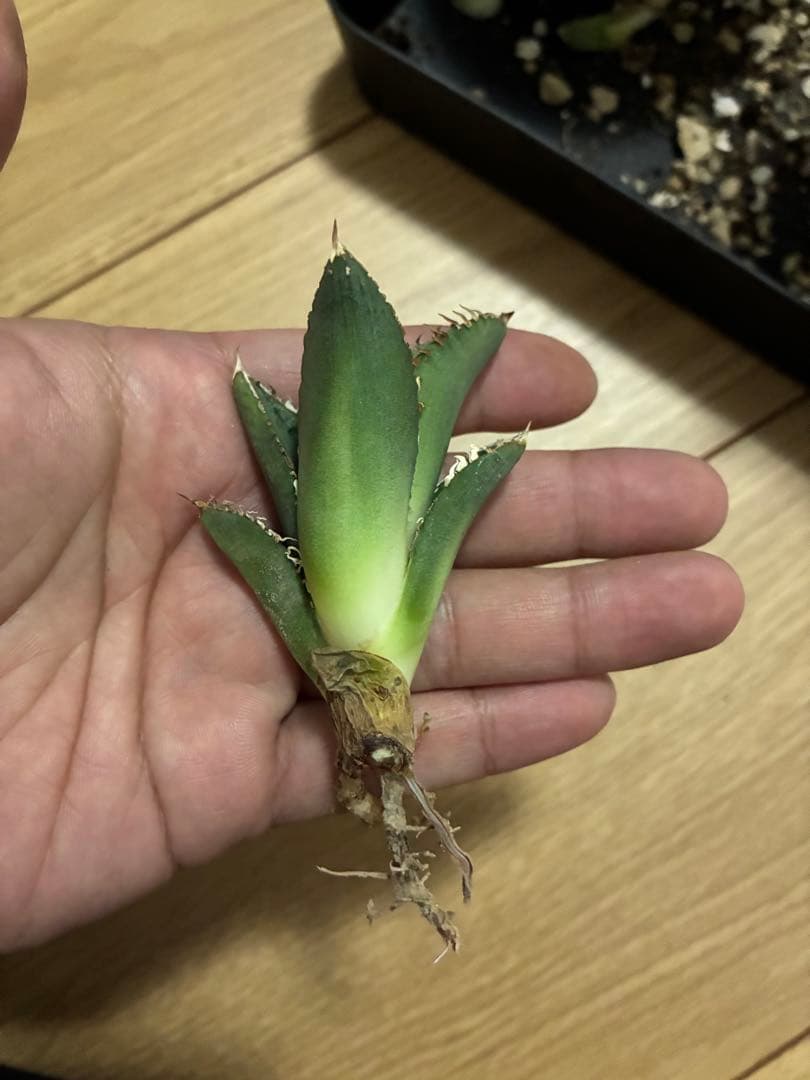 Agave titonota アガベチタノタ　冰雹LIZE血統　子株