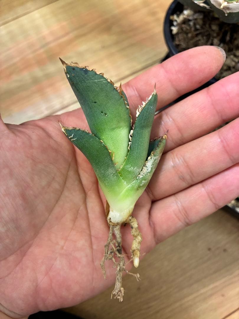 Agave titonota アガベチタノタ　冰雹LIZE血統　子株