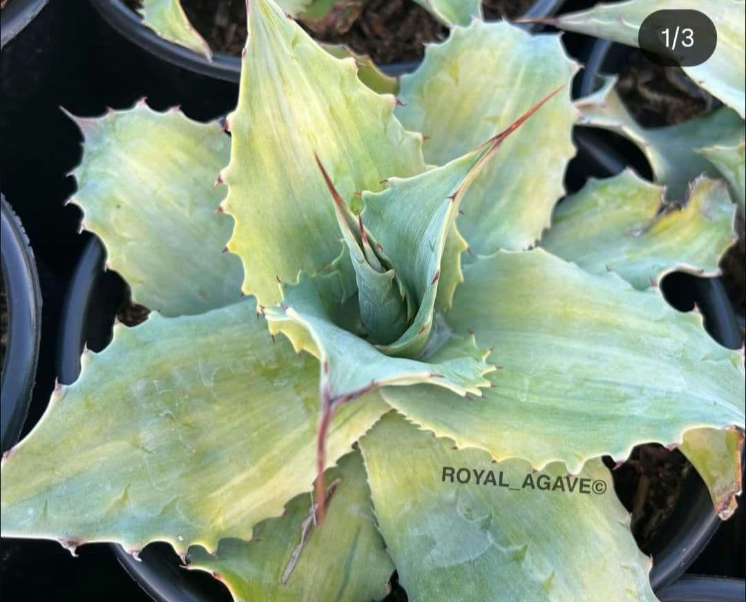 K*K様 AGAVE　アガベ　オバティフォリア　斑入り　パリー　縞斑　パラサナ