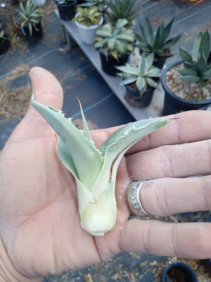 K*K様 AGAVE　アガベ　オバティフォリア　斑入り　パリー　縞斑　パラサナ