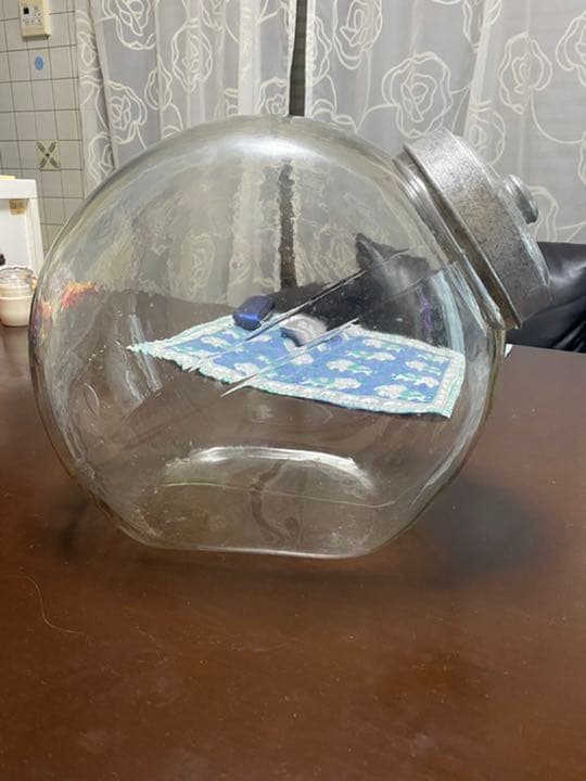ガラスケース駄菓子屋に^_^レアです！