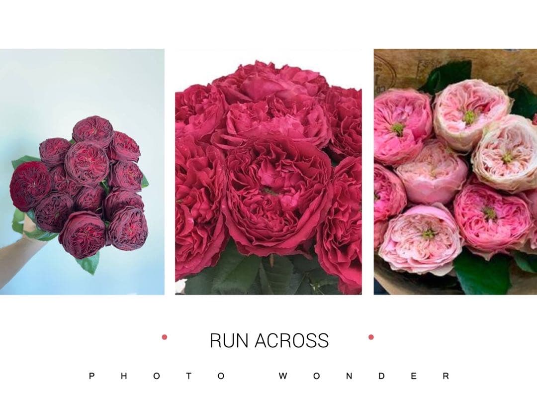 「Tam」切り花品種バラ苗　レアバラ 3点