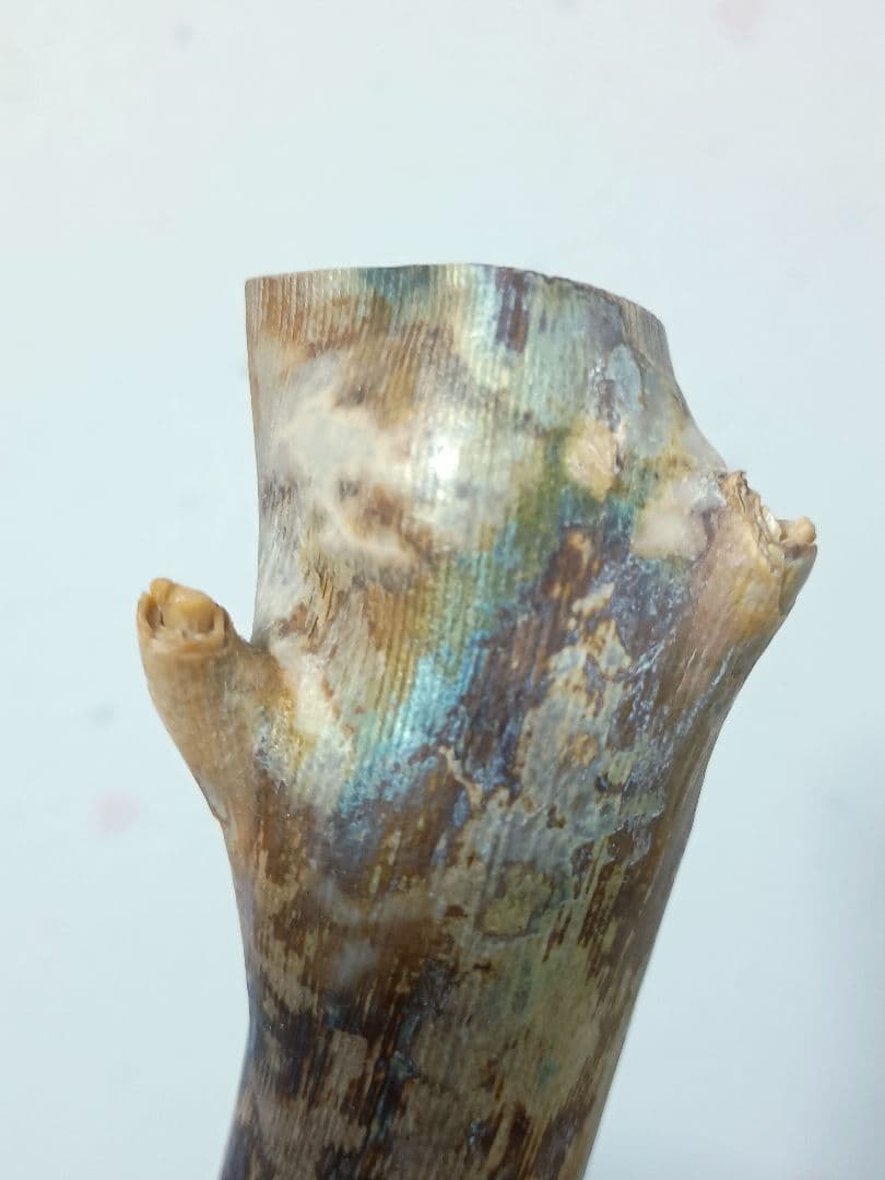 深海松　海松珊瑚　レインボーコーラル　天然素材　原木　約554g程度