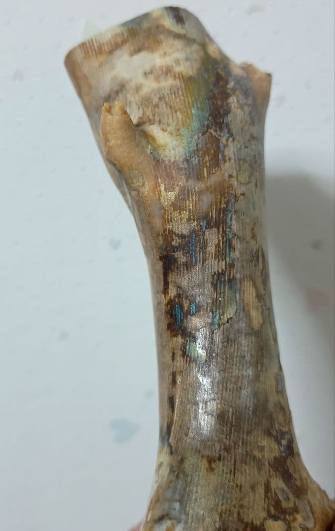 深海松　海松珊瑚　レインボーコーラル　天然素材　原木　約554g程度