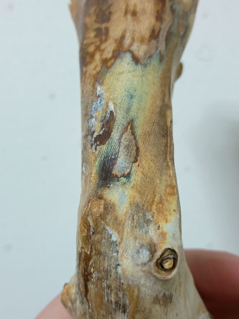 深海松　海松珊瑚　レインボーコーラル　天然素材　原木　約554g程度