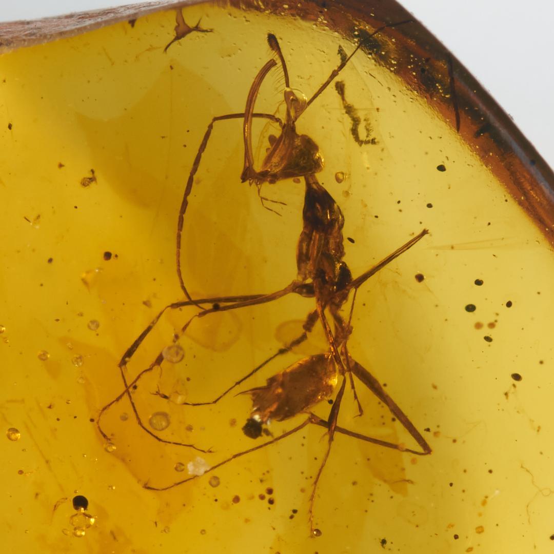 レア極上品 PA119 白亜紀の恐怖蟻きょうふありHaidomyrmex