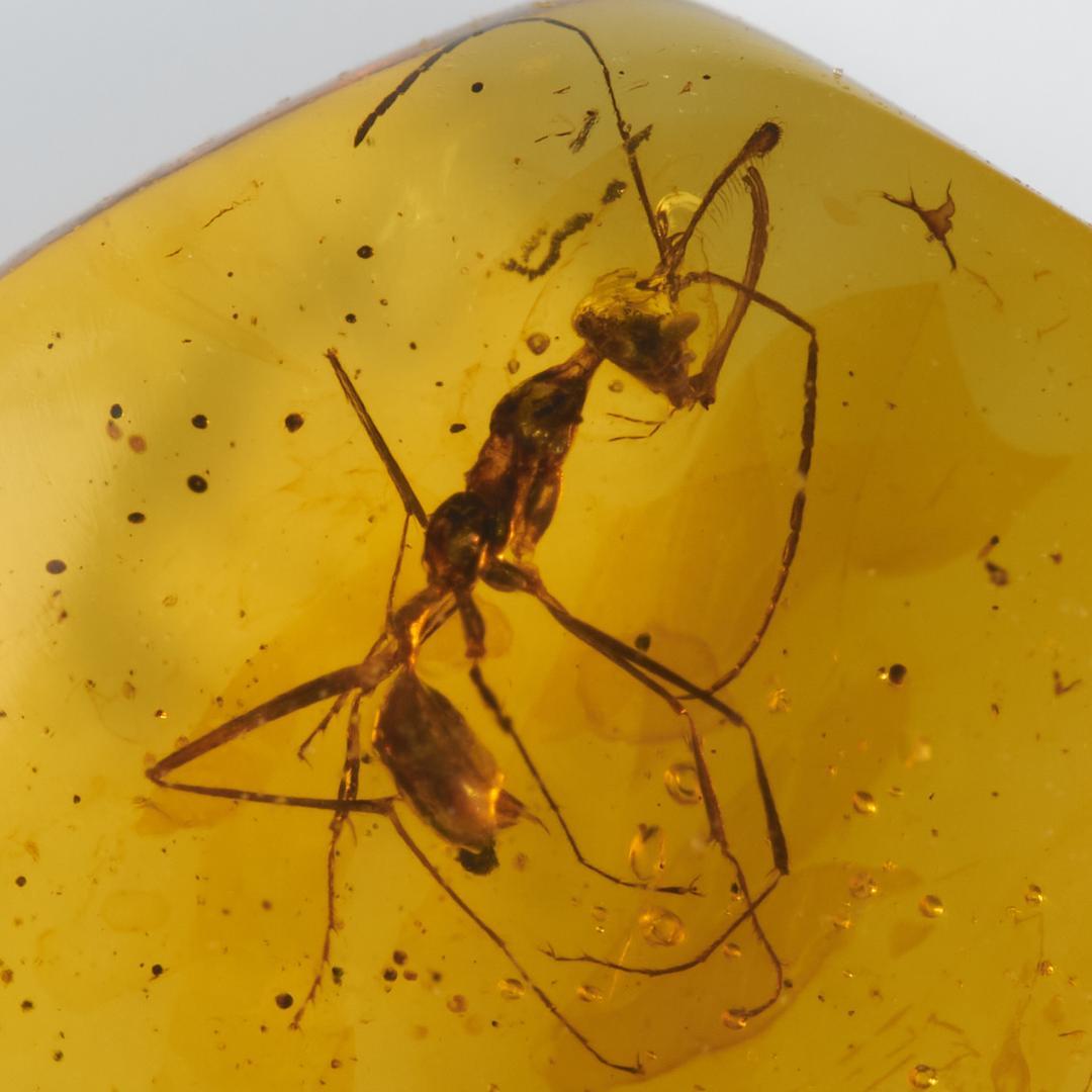 レア極上品 PA119 白亜紀の恐怖蟻きょうふありHaidomyrmex