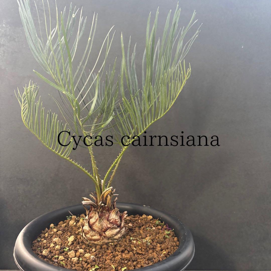 ⑤サイカス・カイルンシアナ Cycas cairnsiana