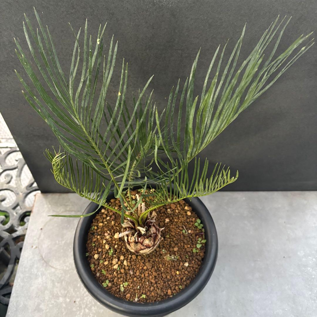 ⑤サイカス・カイルンシアナ Cycas cairnsiana