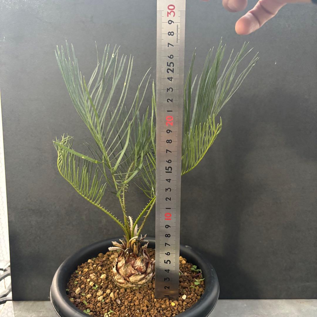 ⑤サイカス・カイルンシアナ Cycas cairnsiana