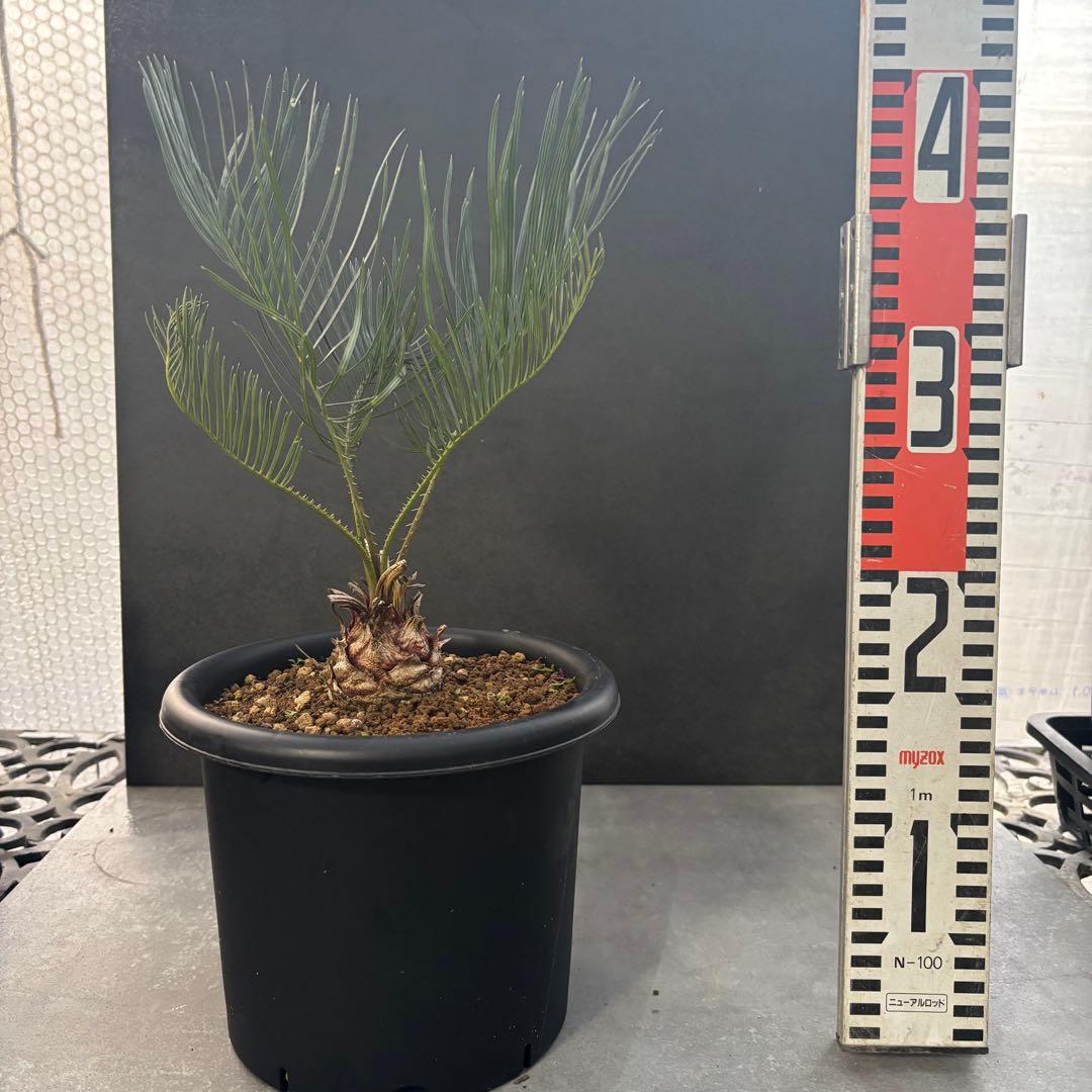 ⑤サイカス・カイルンシアナ Cycas cairnsiana