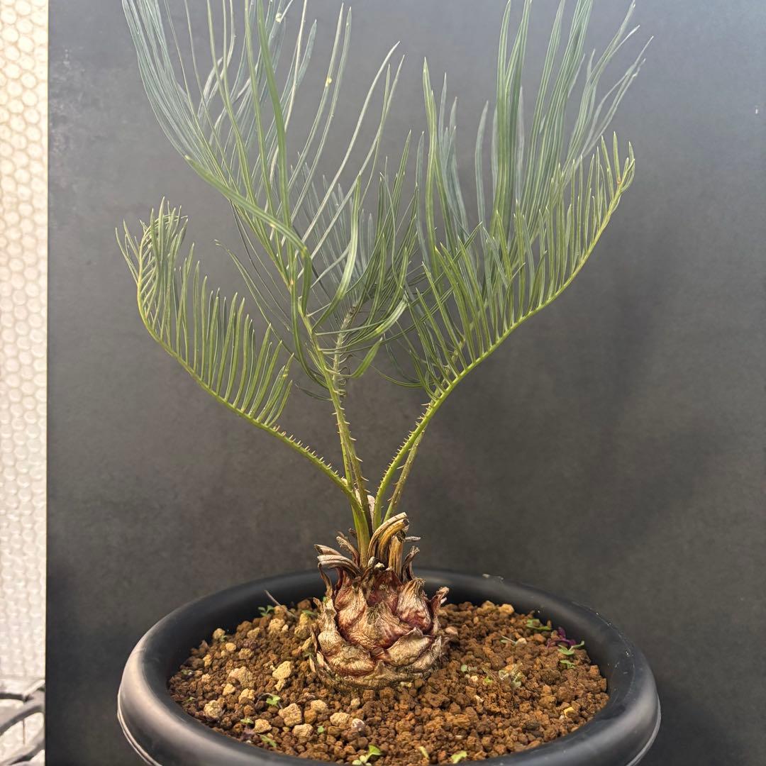 ⑤サイカス・カイルンシアナ Cycas cairnsiana