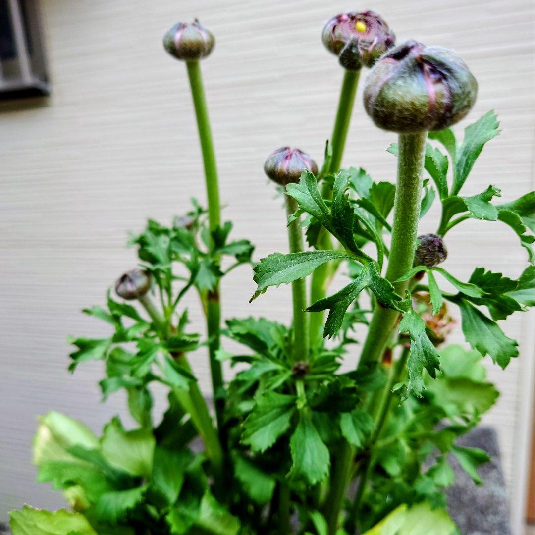 透け感ピンク ラナンキュラス 大苗 ポンポン『ハーマイオニー』１鉢　のまま発送♪