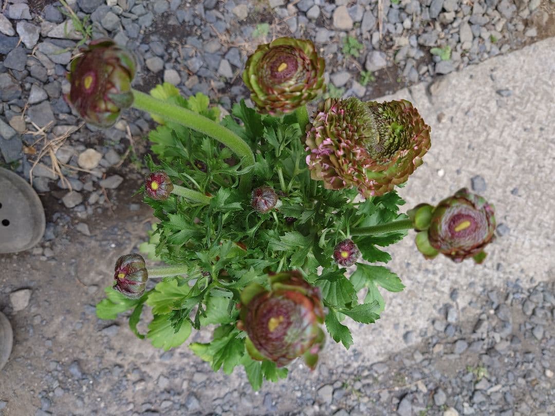 透け感ピンク ラナンキュラス 大苗 ポンポン『ハーマイオニー』１鉢　のまま発送♪