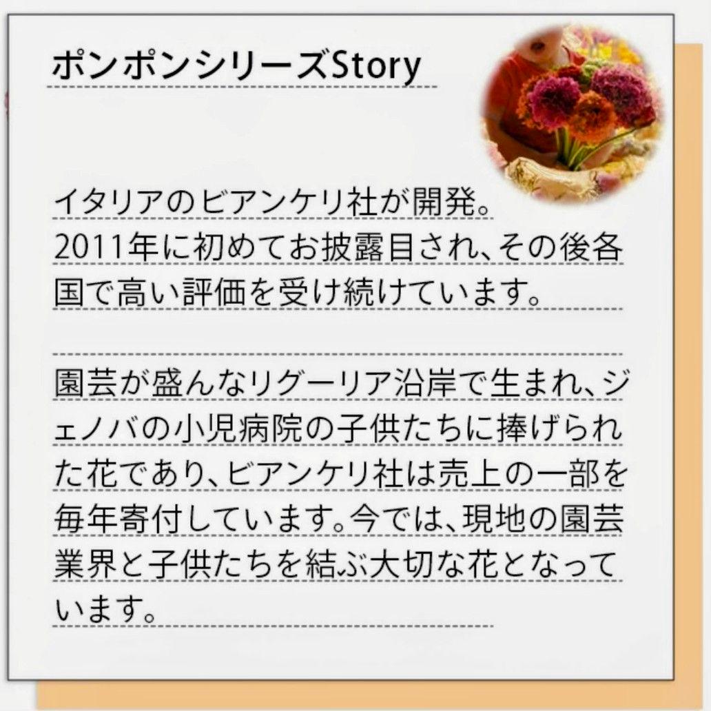 透け感ピンク ラナンキュラス 大苗 ポンポン『ハーマイオニー』１鉢　のまま発送♪
