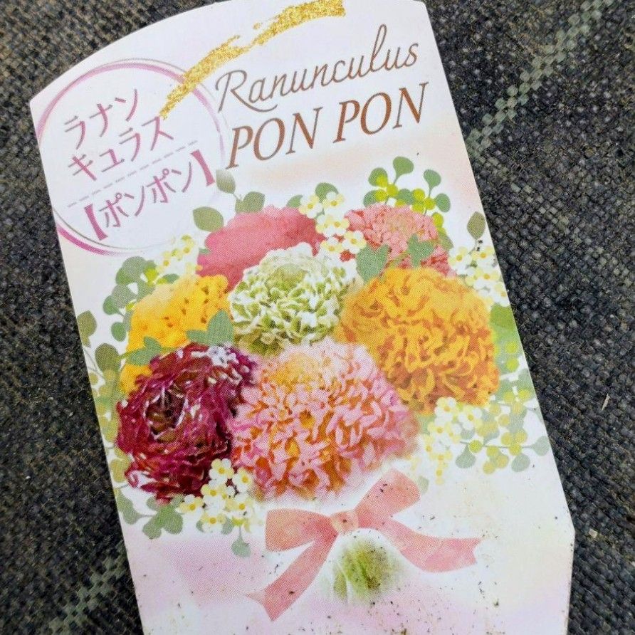 透け感ピンク ラナンキュラス 大苗 ポンポン『ハーマイオニー』１鉢　のまま発送♪